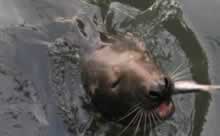 Großbildansicht robbiefischmaul © Kilian Tribbeck in neuem Fenster Redaktionsservice SEO Text Translation Munich Übersetzungsservice Englisch München